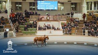 Frankel own sister to Chaldean becomes highest price filly foal ever sold in Europe