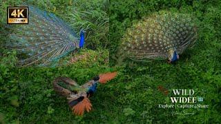 BEST PEACOCK 4K VIDEO, MATING DANCE #nature #wildlife