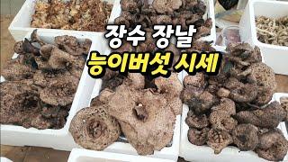 장수 장날 능이버섯 가격 시세/능이가격 다시 올라/1kg 18만원