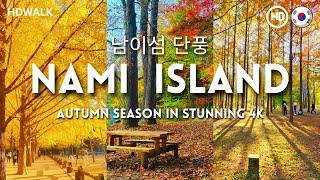 [4K] Nami Island in Stunning Cinematic | 남이섬 단풍 | Breathtaking Autumn Foliage 