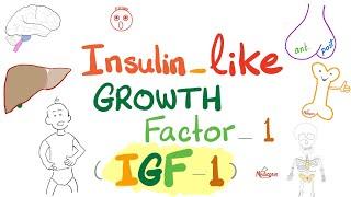 Insulin-like growth factor (IGF-1) - Somatomedin C - GH- Dwarfism, Gigantism, Acromegaly - Endocrine