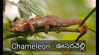 List of Animals in English and Telugu|Learn Animals names for kids