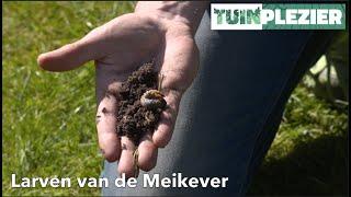 Larven van de Meikever - Engerlingen | TUINPLEZIER