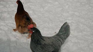 Wild Blue Yonder Farm: A Virtual Twilight Tour