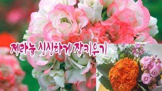 제라늄(페라고늄) 생생하고 이쁘게 키우기  Pelargonium,kalan diva