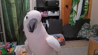 A Cockatoo & A Manicure?