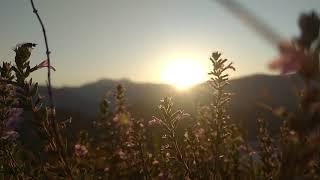 Beautiful Sunrise & The Flowers | NO COPYRIGHT VIDEO | NATURE