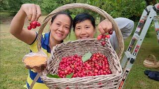 HÁI CHERRY CÙNG  CHỊ VINH NGUYỄN THỊ CUỘC SỐNG MỸ,,TRỒNG CÀ CHUA, TRỒNG KHOAI LANG TÍM