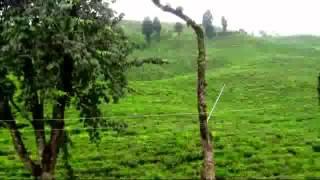 The Tea Capital Of Bangladesh- Awesome Sreemangal Tea Garden, Sylhet