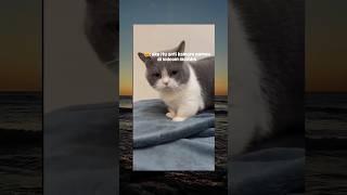 Tak mau divideoin  | funny cat #shorts #cat #funny #catvideos #funnycat #catlover #viralshorts