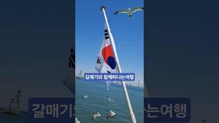 갈매기와함께 떠나는 #여행 #갈매기
