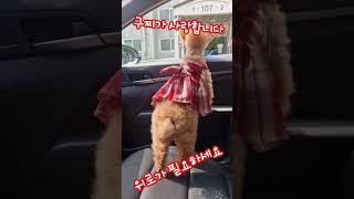 위로가 필요하세요 #강아지 #강아지일상 #강아지여름 #소중한인연만들기