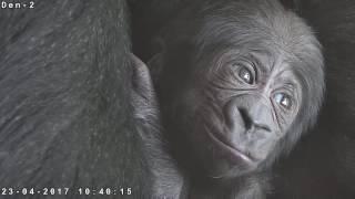 Gorilla video