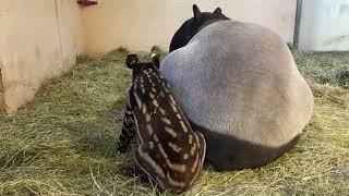 Ten day old Ume the tapir calf gets the zoomies