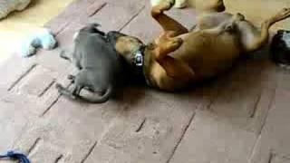 Toby and Venus playing