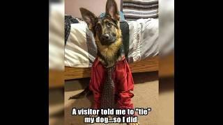 German Shepherd Memes to Make You LOL #shorts