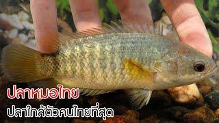 ปลาหมอไทย ปลาใกล้ตัวคนไทยที่สุด แต่อาจรู้จักน้อยที่สุด #ปลาไทย