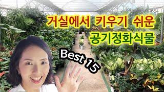 키우기 쉬운 공기정화식물 Best15 (거실편)