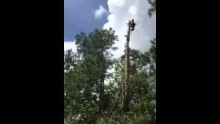 Tree Removal in Slow Motion!