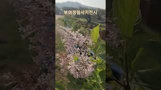 정향나무