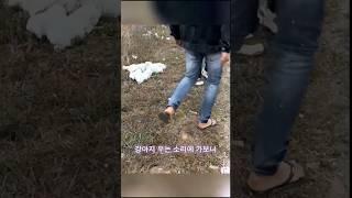 차로 가다 발견된 어미와 새끼들