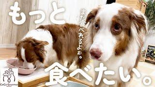 パパが用意してくれたご飯が美味しすぎた結果、食べ終わった後の犬の表情が切なすぎました・・・(笑)【ココグルメ】