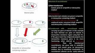 Gene Cloning Vectors: Essential Features of an Ideal Vector |Biotechnology @biologyexams4u