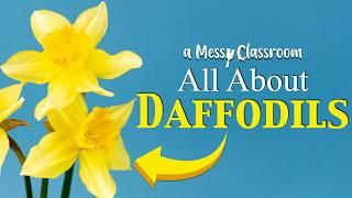 The Most Obnoxious Flower? | All About Daffodils | Narcissus Flower | History Symbolism Fun Facts