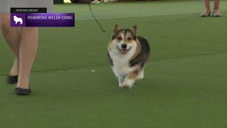 Pembroke Welsh Corgis | Breed Judging 2023