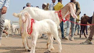 DEWAS Bakra mandi 7 November 2024