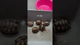 Baby Redfoot Tortoise Enclosure