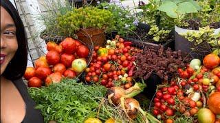 Epic Massive  Bountiful Tomatoes, Pepper, Onion, Cucumber Raised Bed/Container Garden Harvest