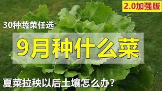 九月种什么菜, 夏天的菜拉秧以后土壤如何处理 What vegetables grow in September