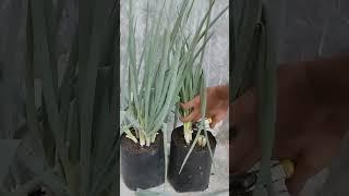 Tips for harvesting green onion at home #shorts