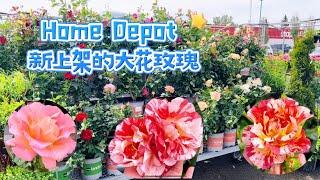 Home Depot新上架的玫瑰花，有爬藤玫瑰，也有矮株型。【莎拉养花】2024年5月31日