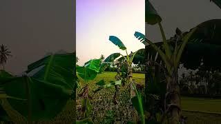 Malai karukkalil#janaki#yesudas#ilaiyaraja#songs#shortsfeed