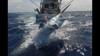 Cairns Black Marlin Fishing