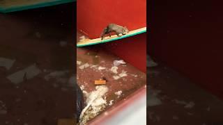 Squirrel Rescued From Dumpster #animals #rescue #animalrescue #rescued #rescueanimals #short #shorts