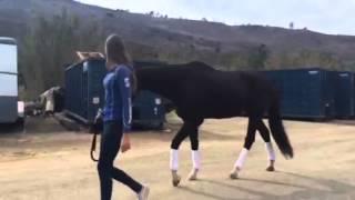 Louis--horse with Wobblers Syndrome walking after treatment with the Assisi Loop