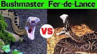 Black-Headed Bushmaster vs. Fer-de-Lance: Giants of the Rainforest