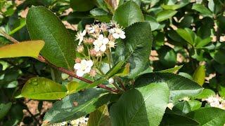 Pruning Aronia melanocarpa