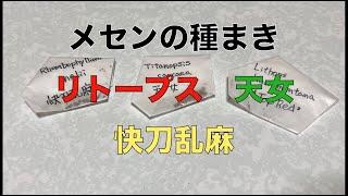 メセンの種まきーリトープス、天女、快刀乱麻