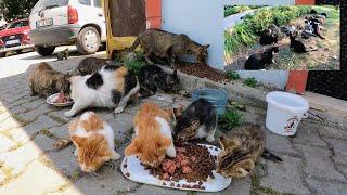 There are as many kittens as grains of sand in the sea all over Istanbul. Adorable Paws