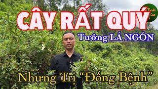 Cây Rất Quý, Tưởng LÁ NGÓN Ai Ngờ Trị Đống Bệnh, Tốt Cho Đường Tiêu Hoá Rất Tuyệt Vời | CTVC