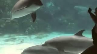 "Dolphin whisperer" mesmerizes a dolphin