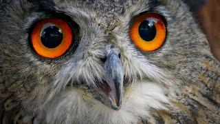 Some of The Best Owl Sounds - Different Types of Owls and Their Sounds - Owls Singing - Owl Calls