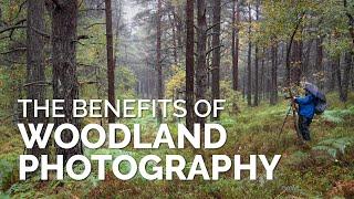 The Benefits of Woodland Photography