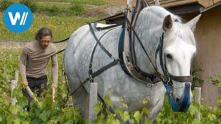 Percheron - Das Kraftpaket mit einer Pferdestärke (360° - GEO Reportage)