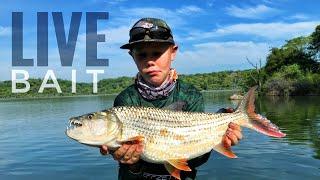 Catching Big Tigers on Live-Bait