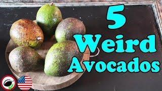 STRANGE AVOCADO COMPARISON (Persea Sp) - Weird Fruit Explorer Ep. 349